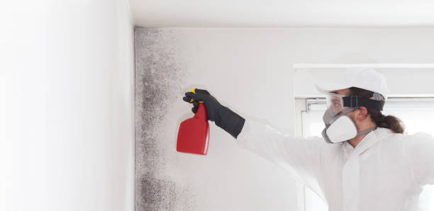Best Certified Mold Removal  in Loveland Park, OH