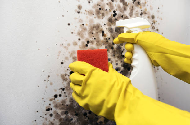 Attic Mold Removal in Loveland Park, OH